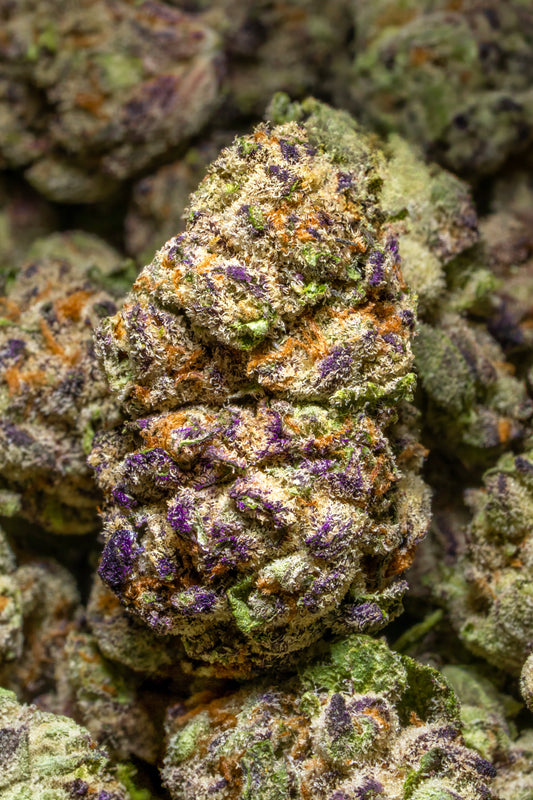 Blue Koala Candy Hybrid Indoor Flower