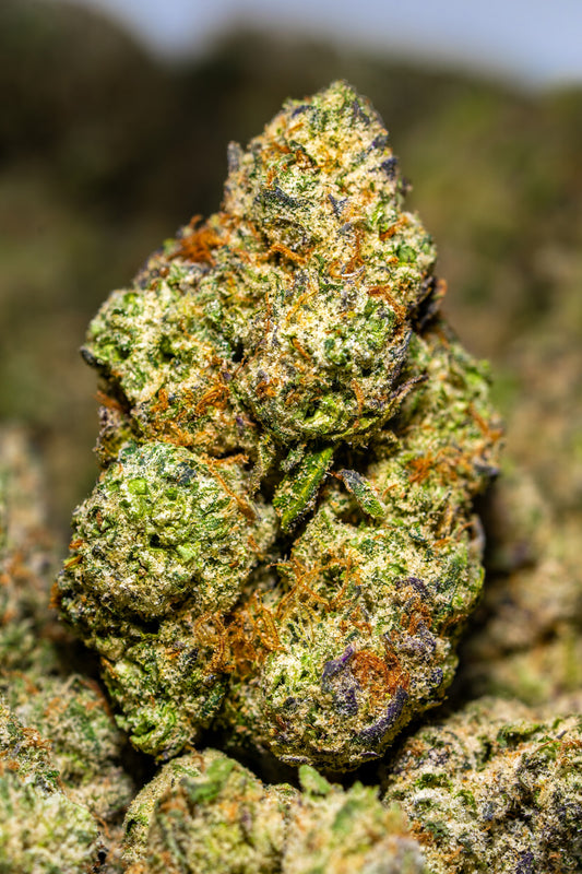 Frosty Eucalyptus Indica Indoor Flower